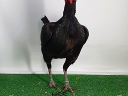 0.1 schwarz v97 gerhard klemm